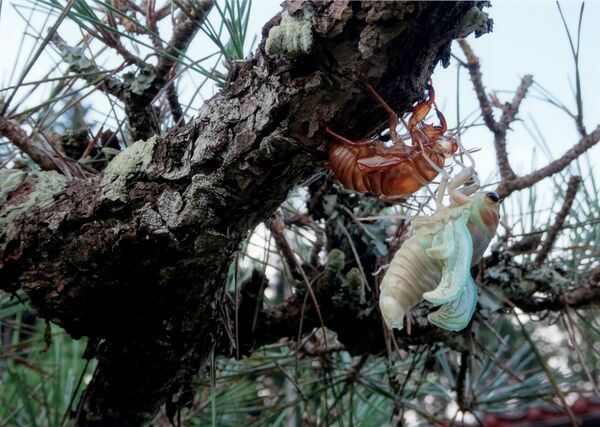 「命の躍動」佐藤有弘（日光）