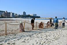 白良浜、砂ネットで冬支度