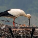 コウノトリのひな3羽確認 小山・渡良瀬遊水地 「マナー守って見守って」