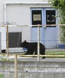 「クマ不安」欠席扱いせず