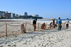 白良浜、砂ネットで冬支度