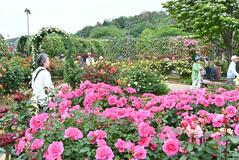 ２５００株 バラ咲き誇る