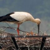 コウノトリのひな3羽確認　小山・渡良瀬遊水地　「マナー守って見守って」