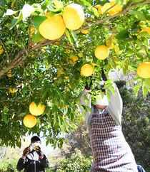 ユズの収穫最盛期