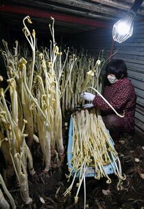 ウドの出荷始まる　那須塩原など