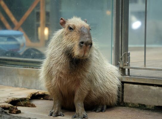 死んだカピバラの「茶々丸」＝県なかがわ水遊園提供