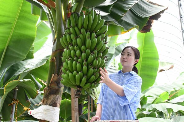バナナのハウス栽培に取り組む塚田社長＝益子町