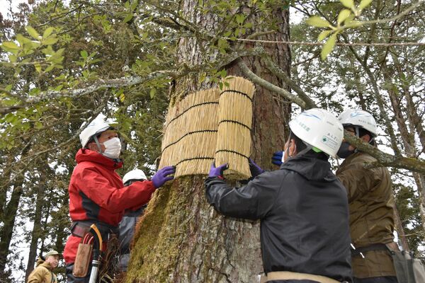 こもを外す造園業者の作業員ら