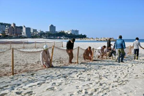 和歌山県白浜町の白良浜で、砂の飛散を防ぐネットを設置する町職員ら=11月