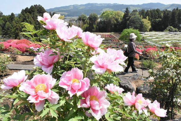富士ぼたん園を彩る花々