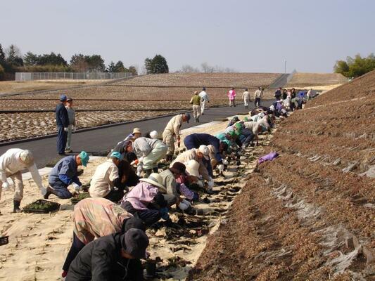 公園のオープンに向けてシバザクラを植栽する人たち＝２００６年３月（市貝町提供）