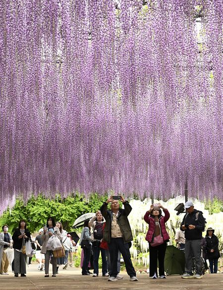 見頃を迎えたあしかがフラワーパークの大藤