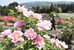 富士ぼたん園を彩る花々