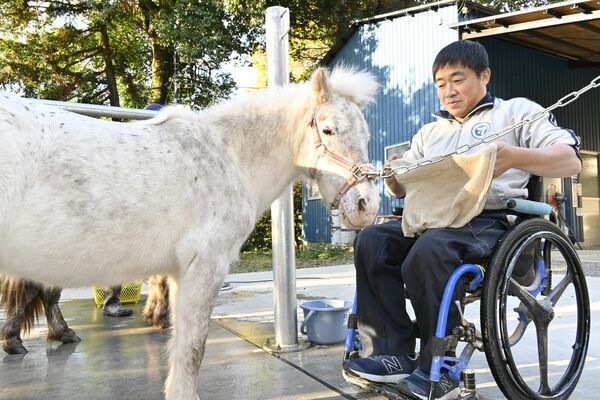 ポニーの世話をする若林さん