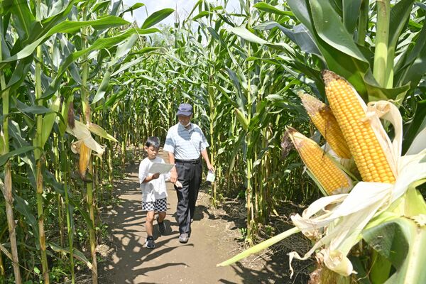 トウモロコシに囲まれた道を進む来場者＝18日午前11時５分、那須塩原市千本松