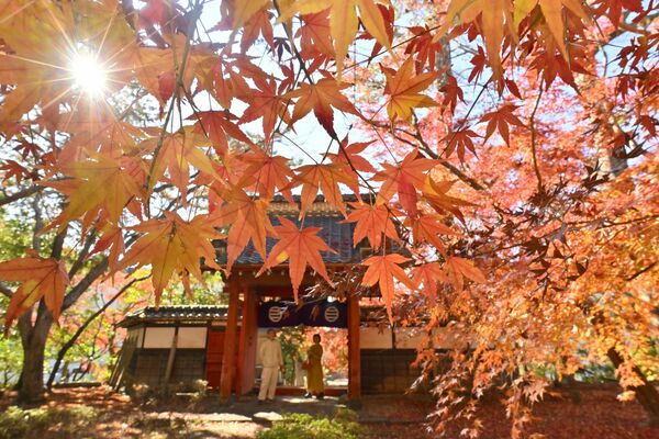 山門周辺を真っ赤に染め上げる山モミジ＝26日午前11時45分、足利市山川町