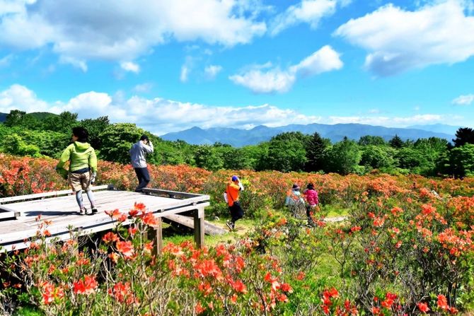 矢板市下伊佐野　例年の見ごろ／5月上旬～6月上旬　見られる花／ツツジ