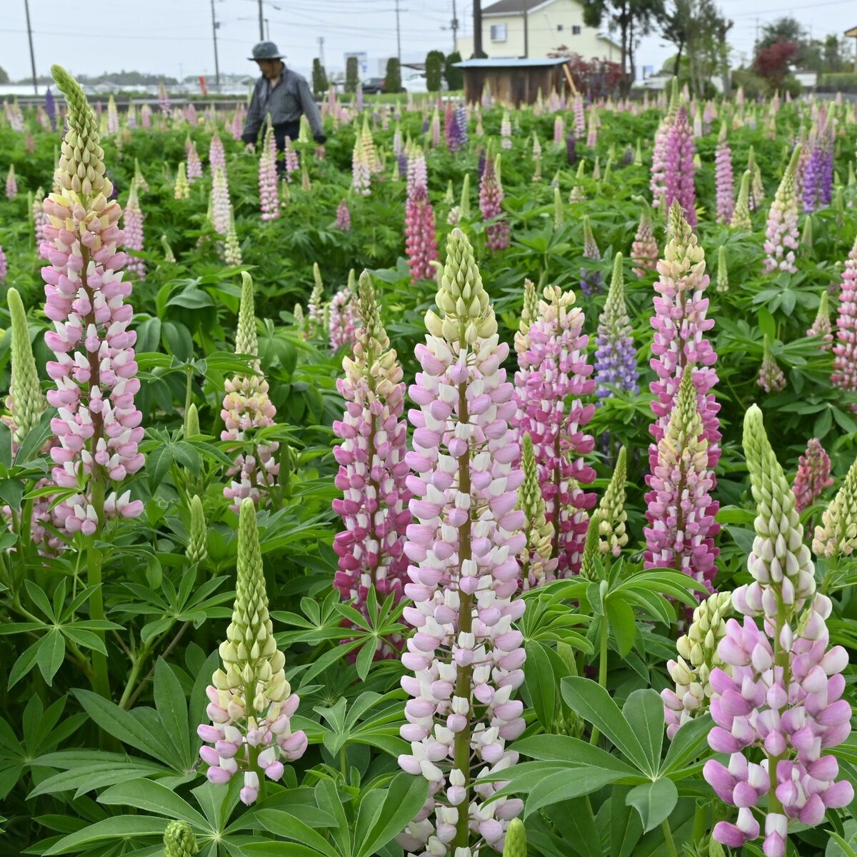 昇り藤」ルピナスが栃木で見頃 地元住民が休耕田2500平方メートルを