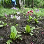 里山のクリンソウ　週明けまで見頃　市貝の門井さん宅