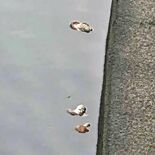 街中の川、シイタケがどんぶらこ　「誰が、なぜ」 不審がる住民　「不気味…