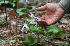 「春の妖精」かれんに
