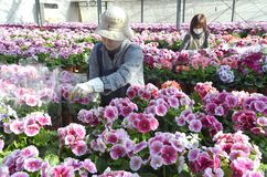 サクラソウの出荷最盛期　宇都宮