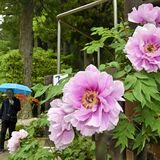 大輪ボタンしっとりと　那須塩原の古刹・妙雲寺で見頃