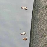 街中の川、シイタケがどんぶらこ　「誰が、なぜ」 不審がる住民　「不気味」「もったいない」「桃太郎？」...