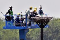 コウノトリのひな２羽に足輪 小山