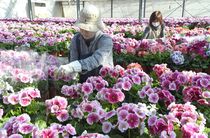 サクラソウの出荷最盛期　宇都宮