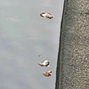 街中の川、シイタケがどんぶらこ　「誰が、なぜ」 不審がる住民　「不気味」「もったいない」「桃太郎？」...