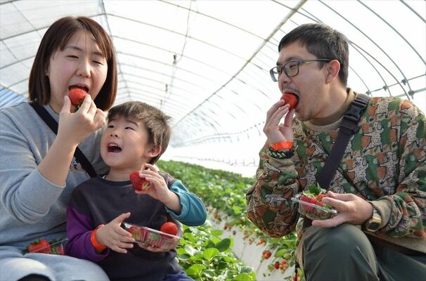親子そろって大粒のイチゴを頬張る来園者