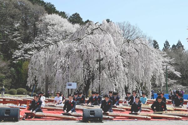 地域住民らで賑わった昨年４月の「孝子桜まつり」。６年生と卒業生による琴の演奏も披露された
