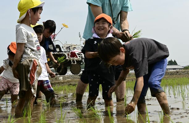 歓声を上げながら田植えに挑戦する園児たち