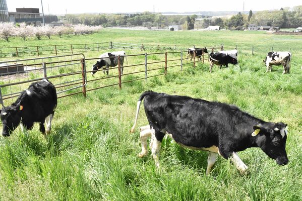 放牧され、のんびりと過ごす乳用牛＝13日午前、大田原市湯津上