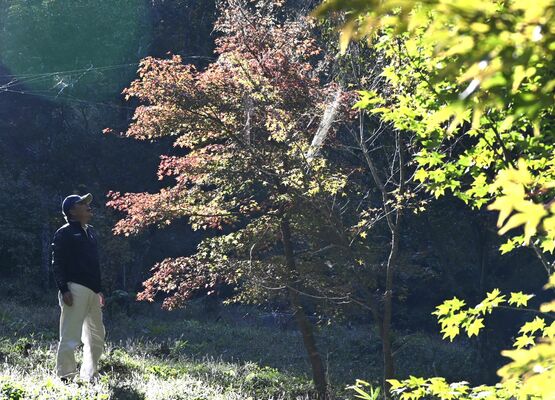 紅葉が始まり、来週末が見頃となる瑞光園のモミジ