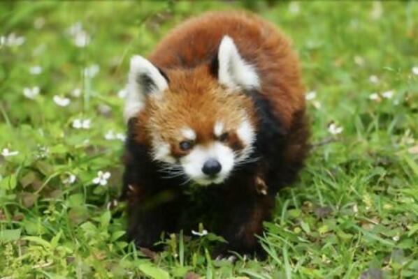 レッサーパンダの風太=6月、千葉市動物公園(同園提供)