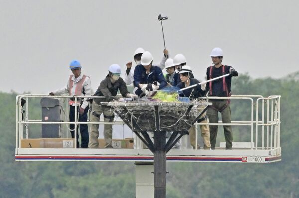 足輪装着などのため、コウノトリのひな(中央)を捕獲する作業員ら=9日午前9時55分、小山市下生井(超望遠レンズ使用)
