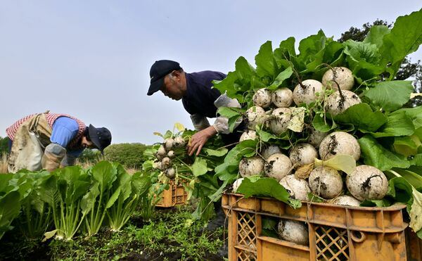 最盛期を迎えた「塩原かぶ」の収穫作業=16日午前8時10分、那須塩原市中塩原