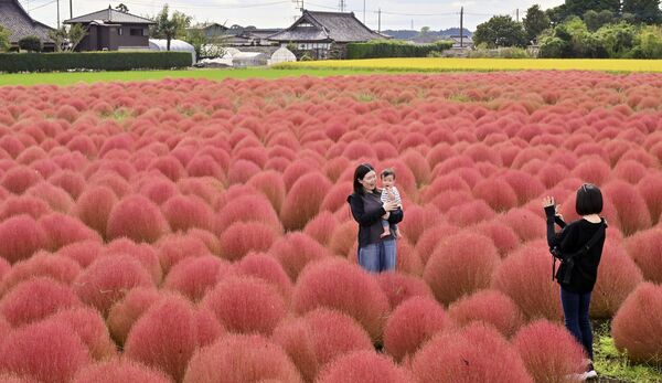 赤く色づいたコキア畑で記念撮影する家族連れ＝19日午後２時、芳賀町東高橋