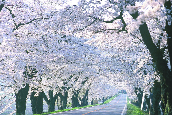 約100年の歴史がある「早乙女の桜並木」が再整備によって新たに生まれ変わります
