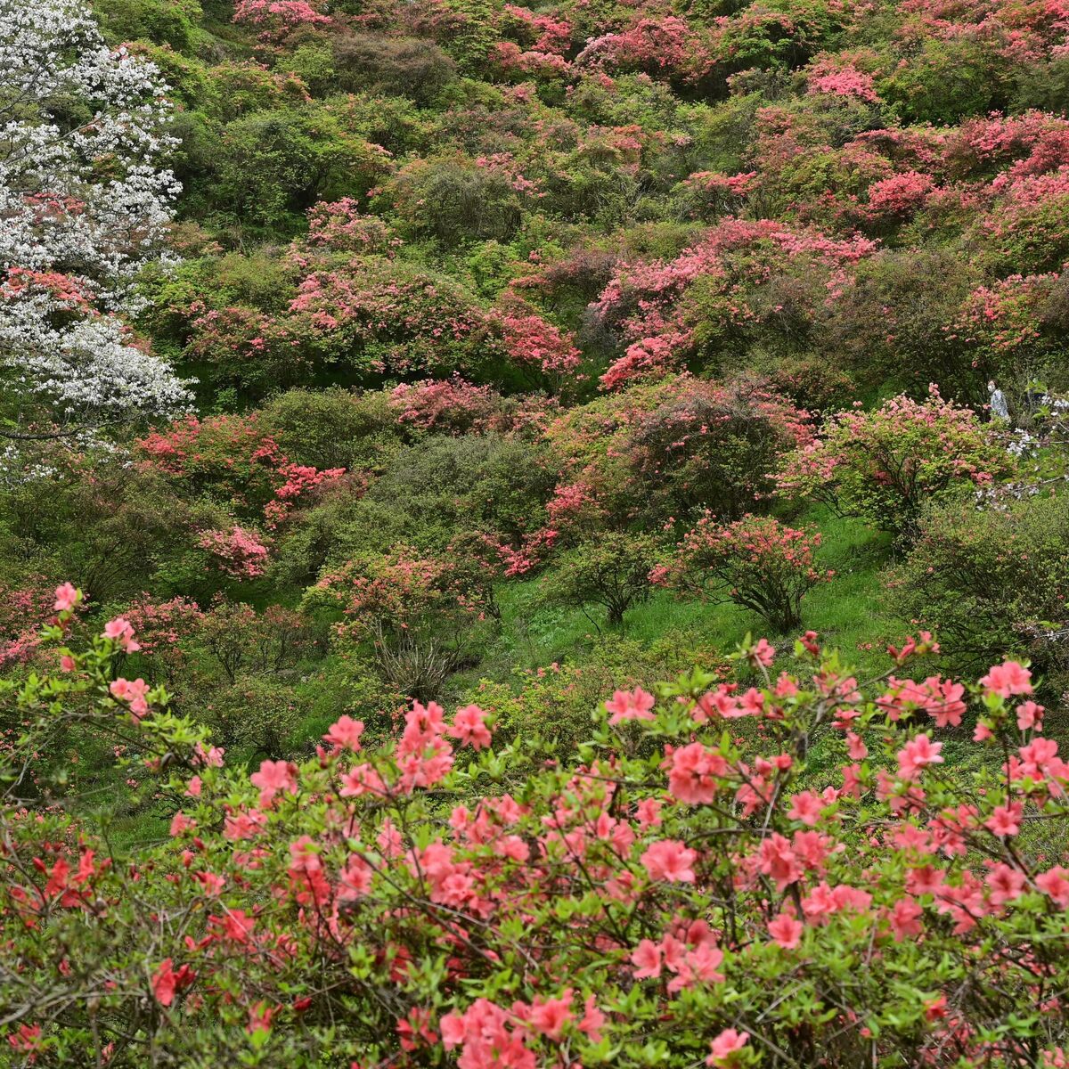 染まる山肌、間もなく見頃 鹿沼・城山公園のヤマツツジ 20、21日には