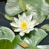 ゆらめく水面に純白の花　多田羅沼でスイレン見頃　市貝