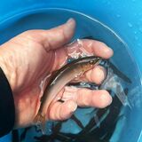 天然アユの遡上、鬼怒川で４年連続確認　工事や取り組み、環境変化要因か　「努力報われた」釣り活性化に期待