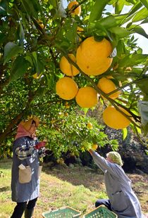 特産ユズの収穫始まる　茂木