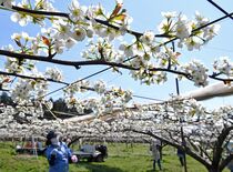 「にっこり」満開 ナシの授粉作業　宇都宮