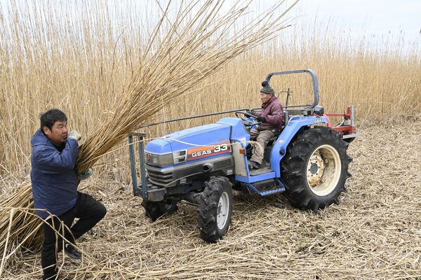 渡良瀬遊水地で行われたヨシの刈り取り作業