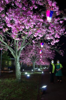 ライトアップされたぼたん桜