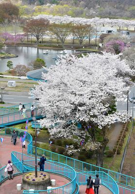 ほぼ満開となったふれあい橋周辺の桜＝２日午前11時30分、那須塩原市黒磯