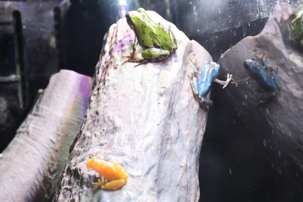 特別展示が始まった黄色と水色のカエル。上は普通色の個体＝２３日午前、大田原市佐良土